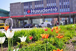 Tulpaner utanför entré till Karolinska sjukhuset i Huddinge